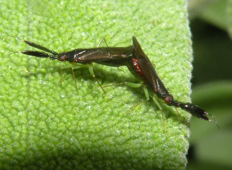 Miridae: Heterotoma cfr. merioptera di Monterotondo